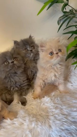 GCCF STUNNING PERSIAN BABIES