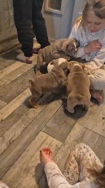 English bulldog puppies 1 girls left