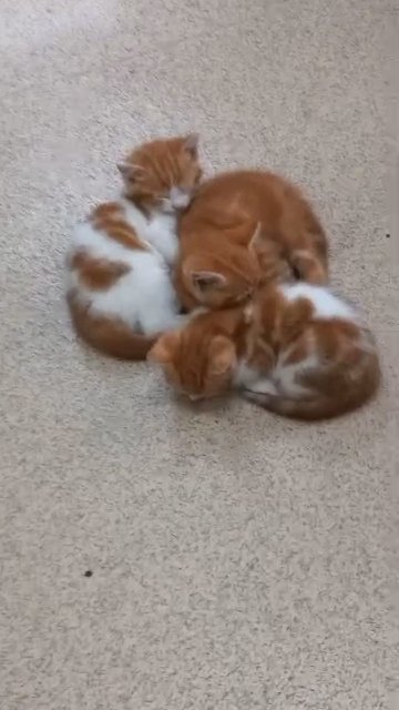 3 beautiful  kittens for sale