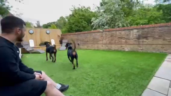 Health Tested European Dobermann Stud