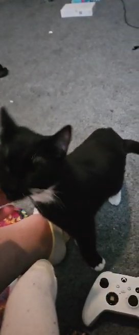 cute  cat