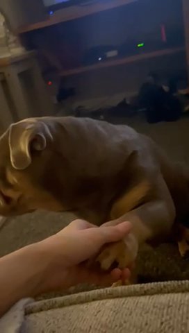 Birtish Bulldog. Bitch
