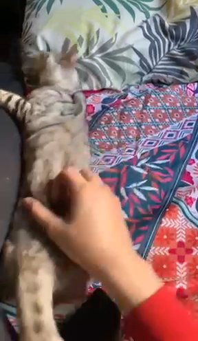 Rare TICA silver Bengal 1 Year