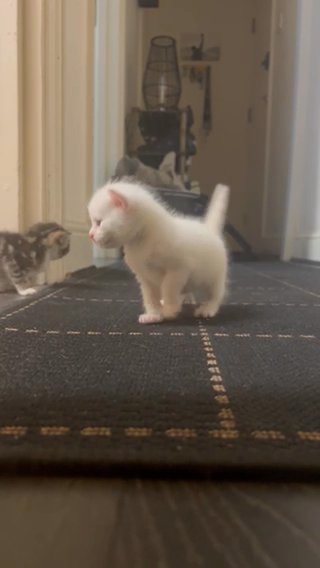 British Shorthair Mix Kittens for Sale - Rare Colours and Beautiful Traits look