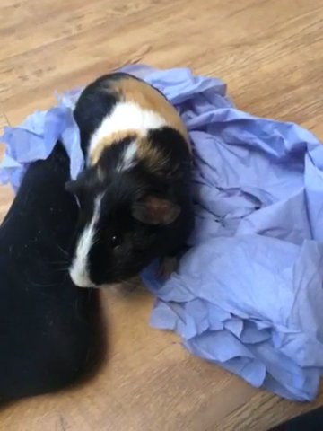 Handsome Male Guinea Pig