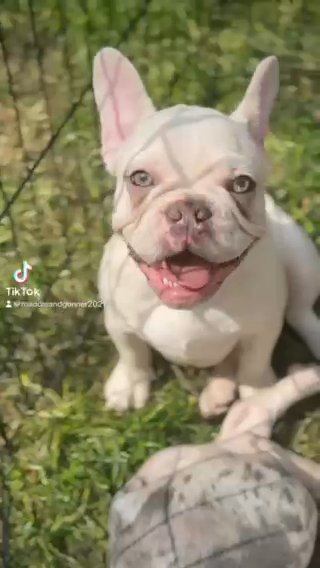 Platinum Wrapped In Cream Frenchie