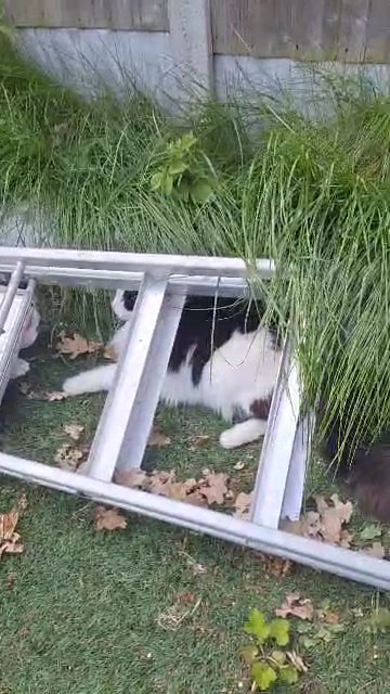 Rehoming 2 Cats (sisters)