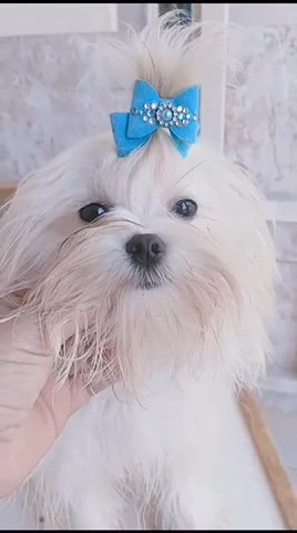 ❌stud Duties ❌Korean Maltese Available Fro Stud ❌not For Sale !!❌