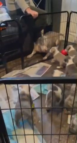 POCKET BULLY  PUPS ? LOOKING FOR THEIR FOREVER ?’s