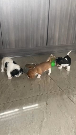 beautiful puppies, must go this week!