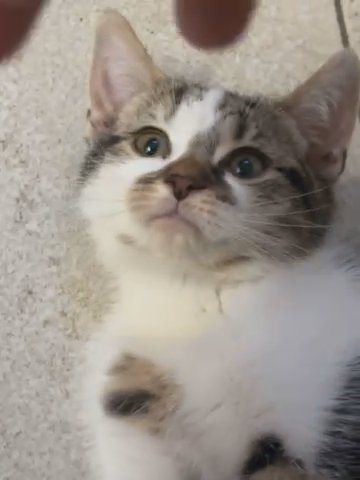 baby kitten