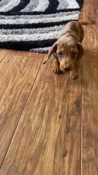 Dapple Miniature Dachshund Puppy
