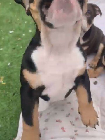 Banksey And Point Pixie Pups