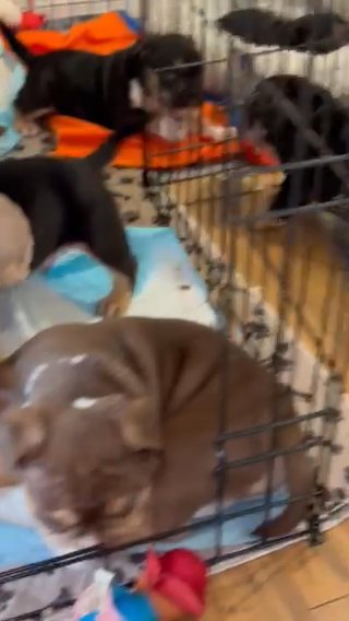 Unique Pocket Bully X French Bulldog Puppies