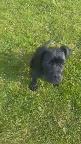 CANE CORSO FEMALE
