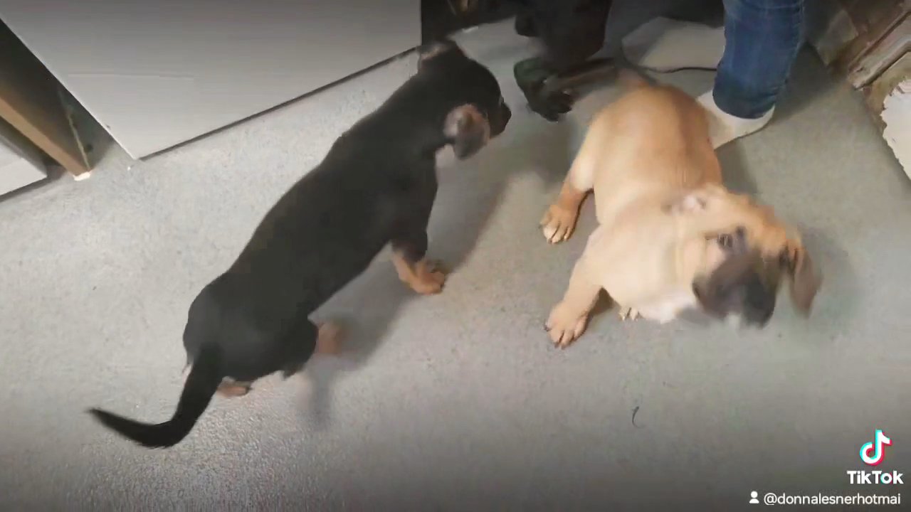2 male puppies left