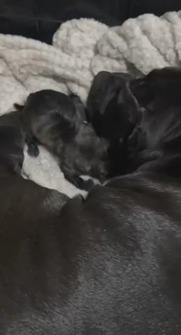 Presa Canario Puppies For Sale London Dogs