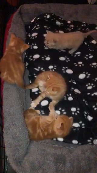 tabby ginger kittens