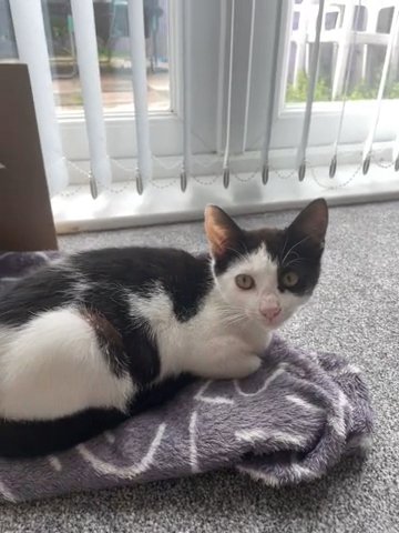Male Kitten