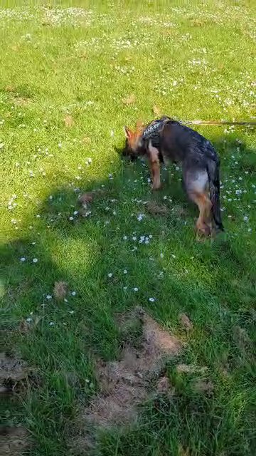 German Shepherd (female)