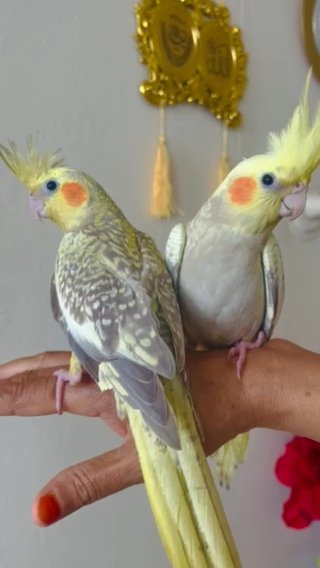 Hand Tamed/Untame Cockatiels for Sale