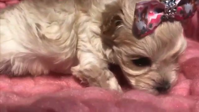 XXXS Micro Tiny Apricot Maltipoo Girl Puppy