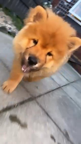 Two Male Chow Chows Ready To Leave❤️?