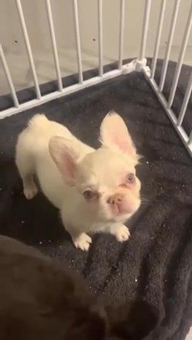 French Bulldog Carrying Pink And Fluffy