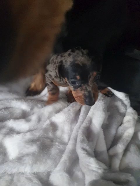 miniature smothered hair dachshunds