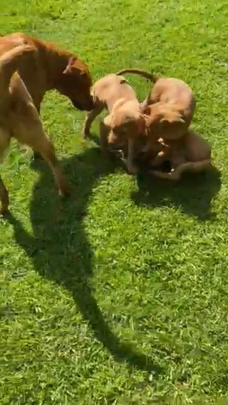 KC registered Fox Red Labrador 2 dogs available, ready now