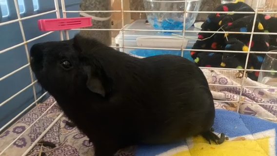 Single Male Guinea Pig Called Equinox