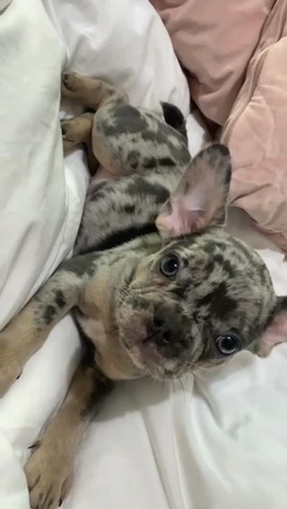 lilac & Tan Merle female