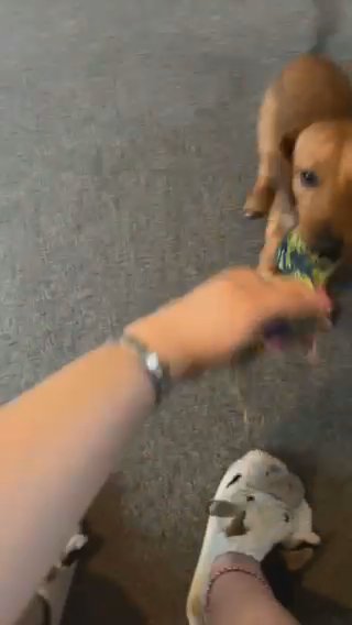 Need Gone ASAP Beautiful Dachshund Cross Jack Russell