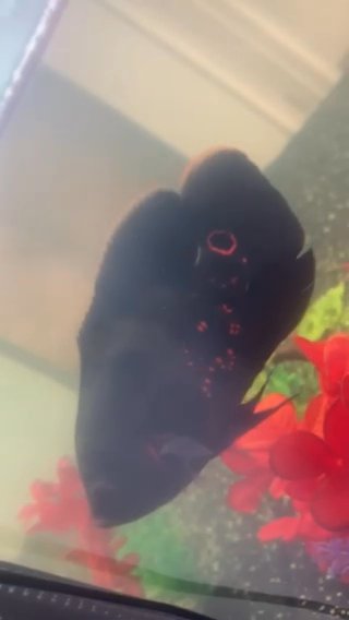 Oscar Ciclid For Sale