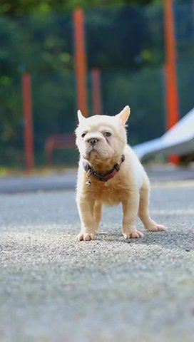 Fluffy French Bulldog Sold Sold Sold Sold