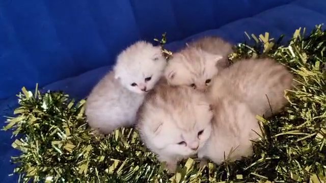 British Shorthair kitten's for sell