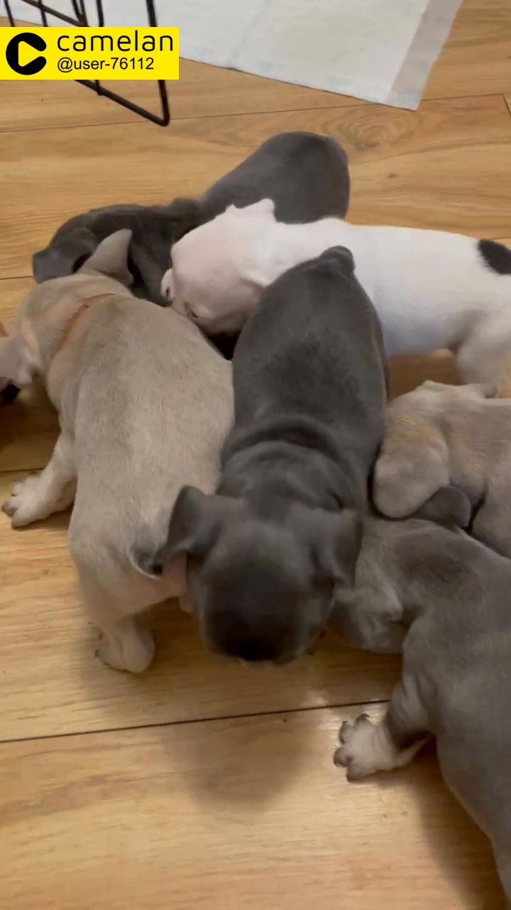 French bulldogs for sell only 2 girls left