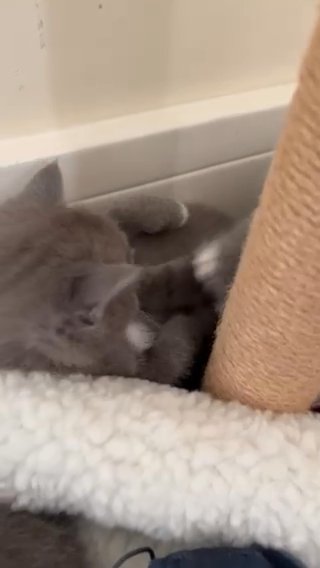 gorgeous furbabies