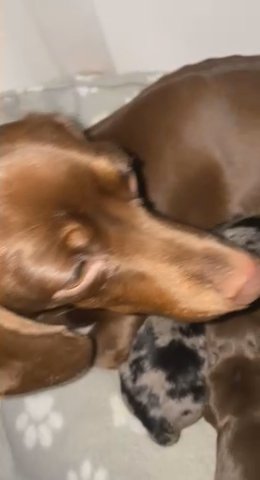 Miniature Dachshund Puppie