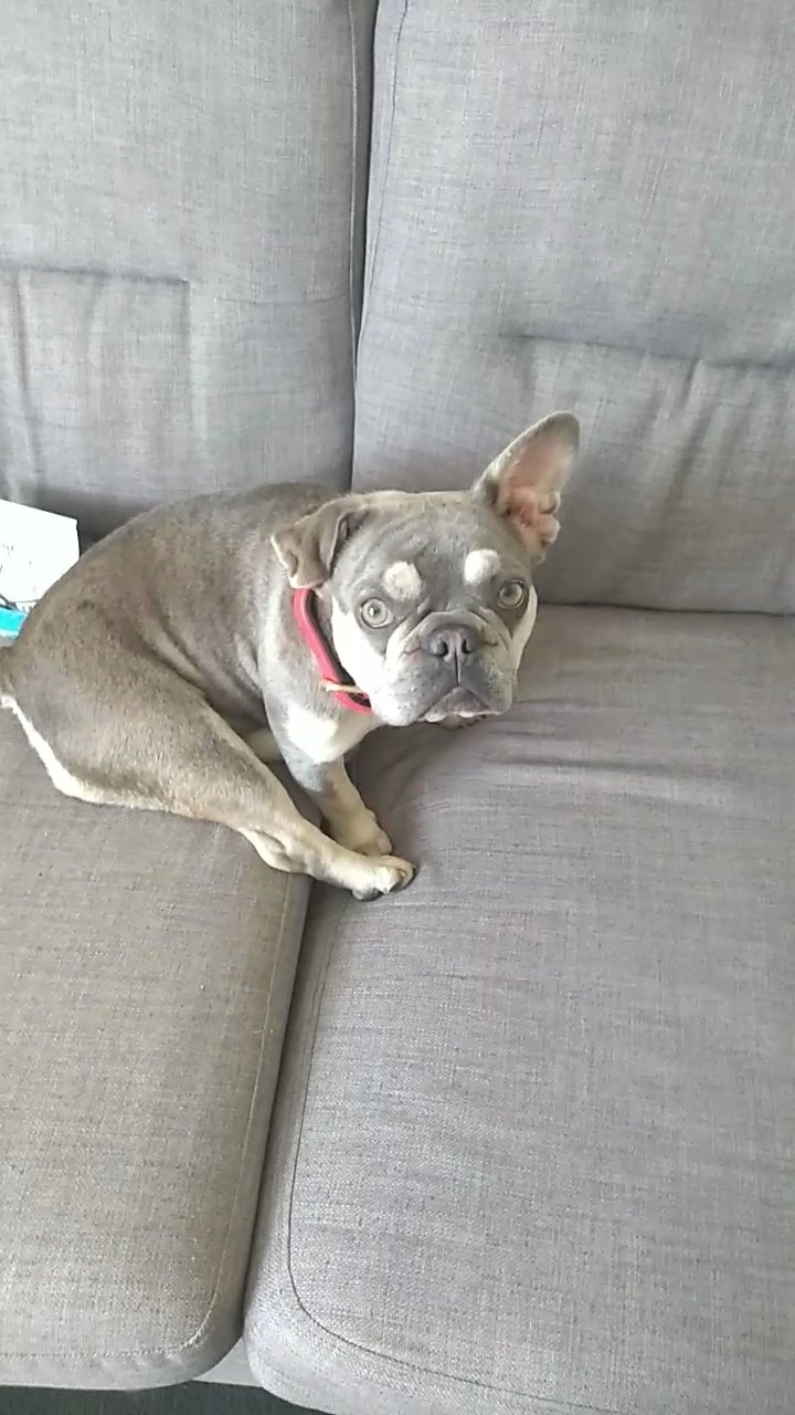 french bulldog girl