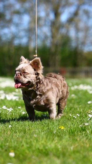STUD - Fluffy Newshade Isabella & Tan - Moby