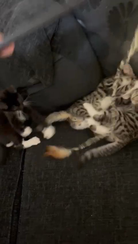 2 Male kittens 10 weeks old