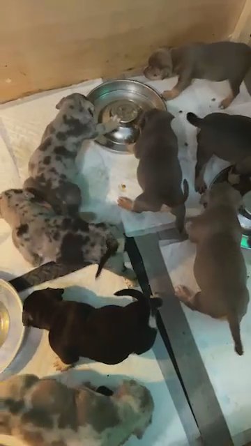 Wolly Bulliez Feeding Time