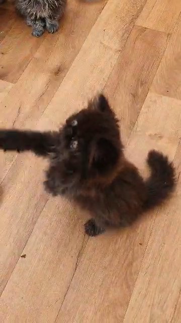 pure Persian kitten