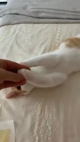 make cat