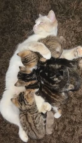 Bengal Kittens