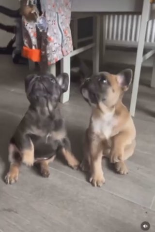 KC Frenchies