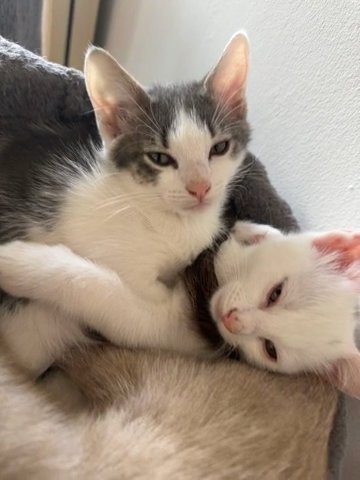 ONLY 2 KITTENS LEFT very flaffy TURKISH VAN CROSS RAGDOOLL BLUE POINT