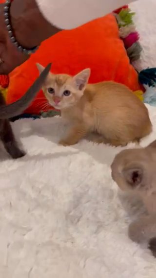 stunning Burmese/Sphynx kittens for sale