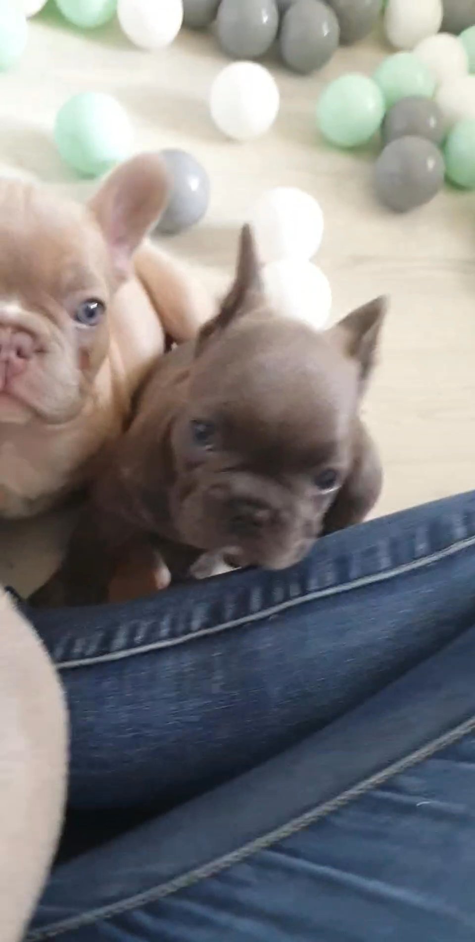 French Bulldog flyffy